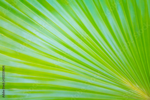 Green leaves of palm tree, texture for background.