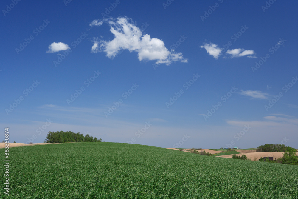 青麦畑と雲 青麦畑と雲