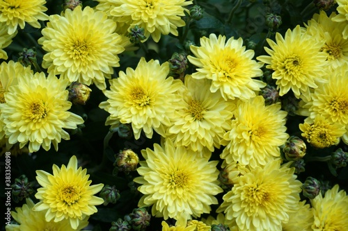 yellow mum  chrysanthemum  flower background