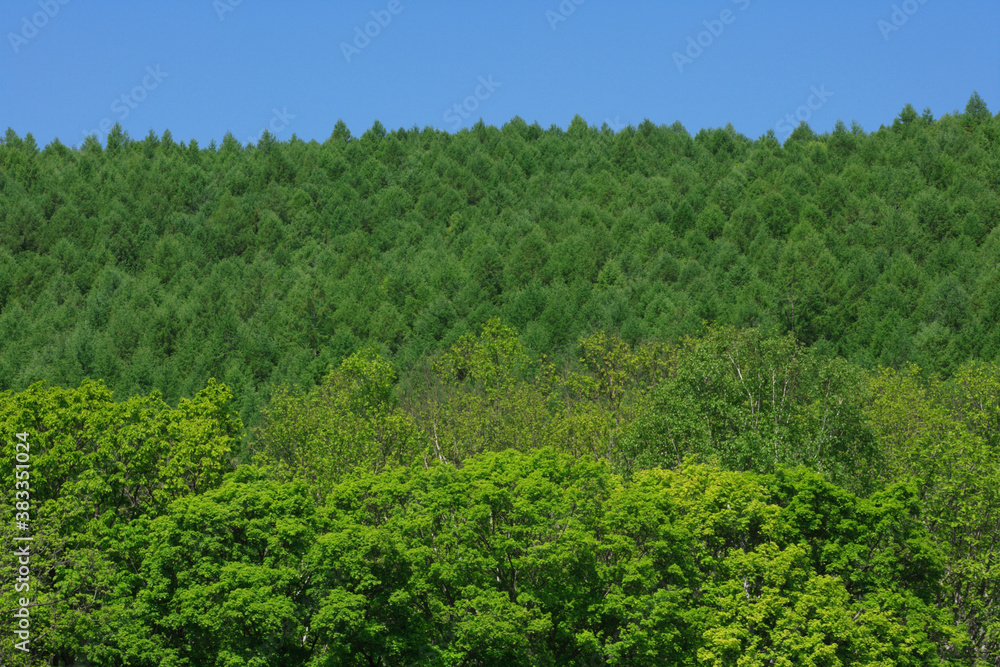 新緑の森林 新緑の森林