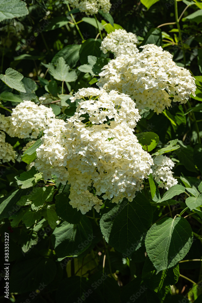 Hydrangea tree annabel or tree hydrangea. Close-up. White hydrangea inflorescences on natural blurred background of dark greenery. Selective focus. Place for your text. Hydrangea tree annabel or tree hydrangea. Close-up. White hydrangea inflorescences on natural blurred background of dark greenery. Selective focus. Place for your text.