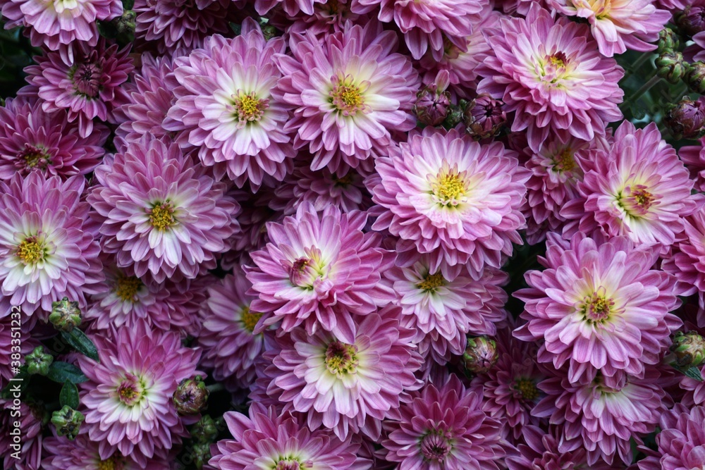 chrysanthemum flowers chrysanthemum flowers