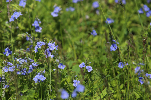 Blue flowers bird's-eye speedwell. Veronica chamaedrys.