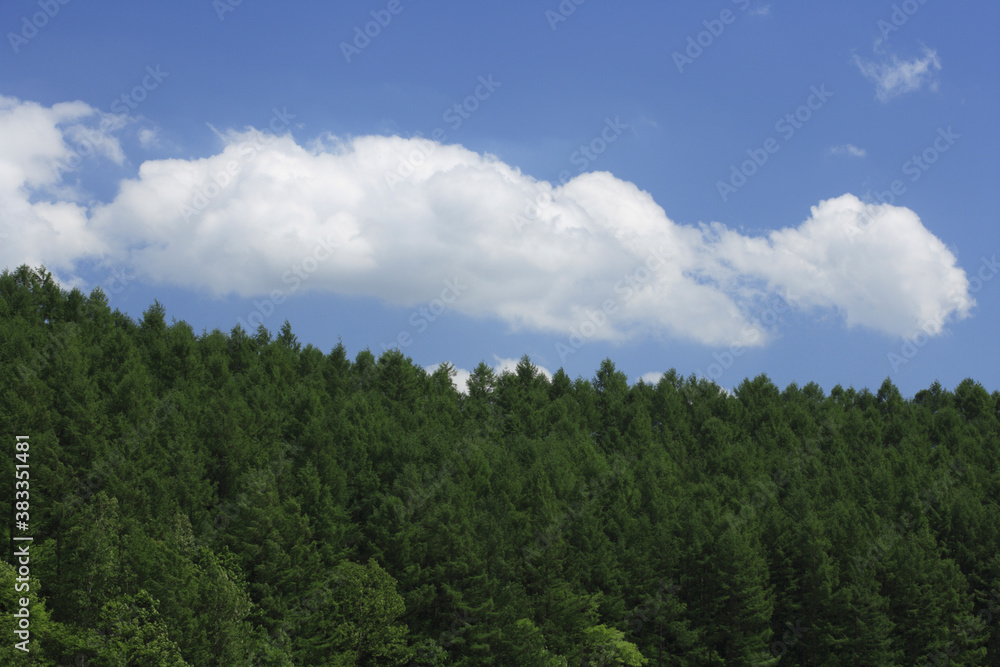 新緑の森と雲