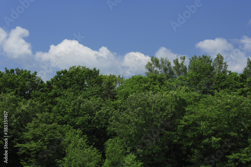 新緑の森と雲 © Paylessimages