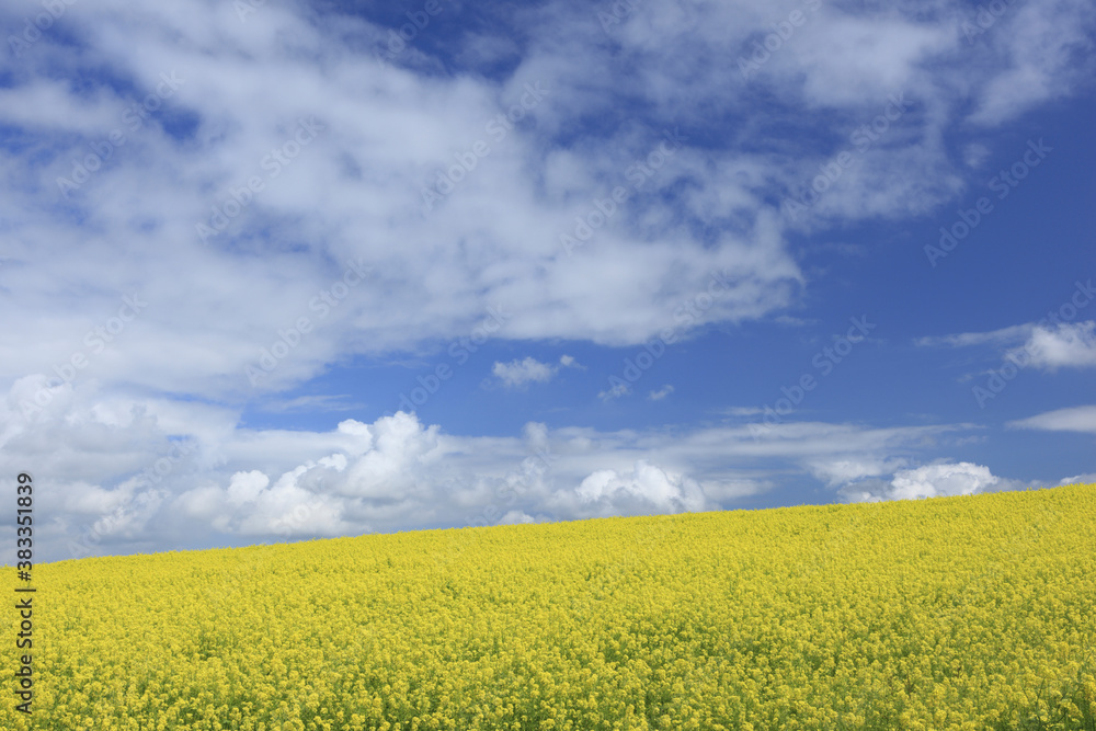 菜の花畑と入道雲