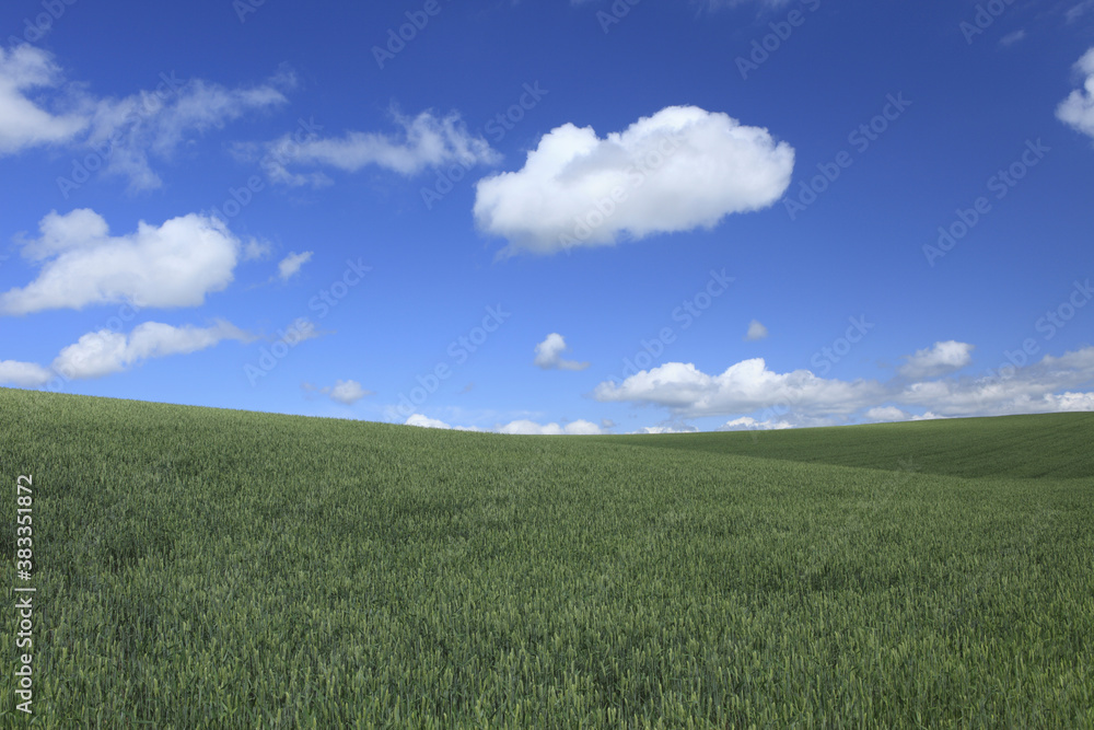 麦畑と雲