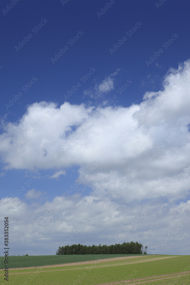 麦畑と雲 麦畑と雲