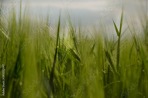 wheat field close up. good background for photo. texture of nature