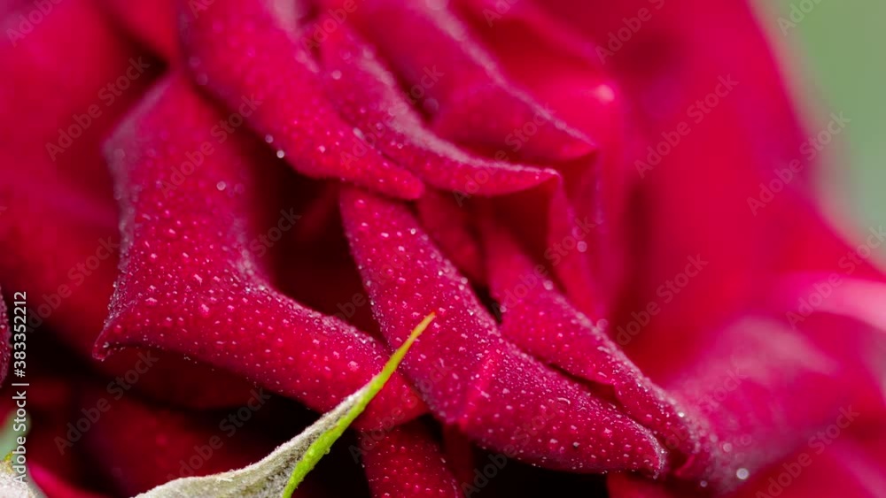 Dark red rose with rain drops Dark red rose with rain drops