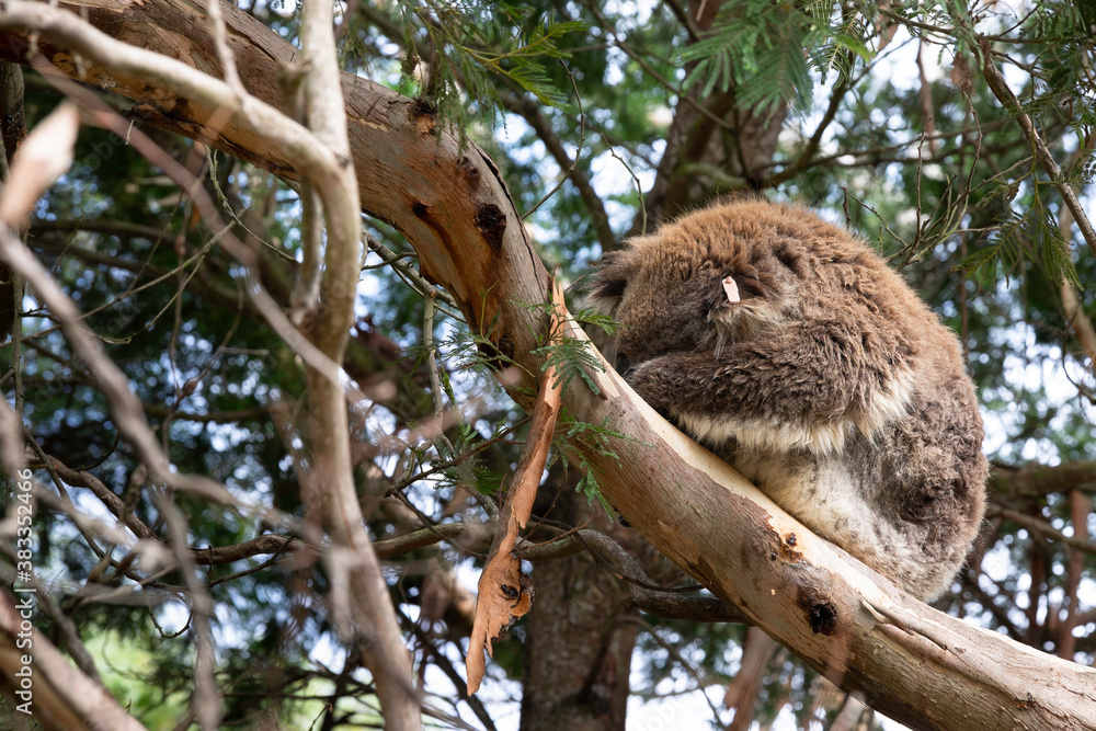 Obraz premium Koala (Phascolarctos cinereus) resting on a tree, in Koala Conservation Centre on Phillip Island, Australia
