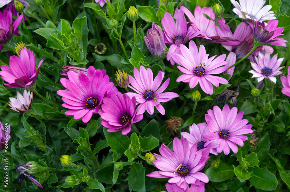 Purple Flowers in a Garden Purple Flowers in a Garden