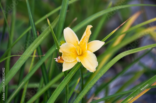 Yellow Lily in Bloom © RiMa Photography