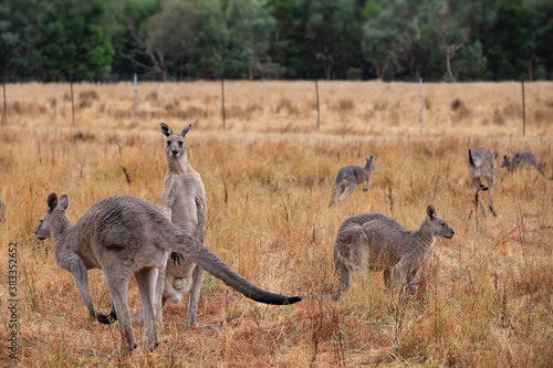 Kangaroos in a yellow brown landscape in the Grampians in Australia