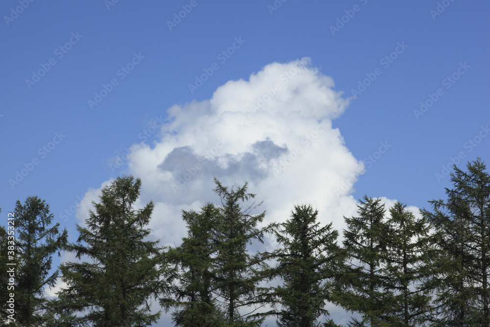 カラマツ林と入道雲 カラマツ林と入道雲