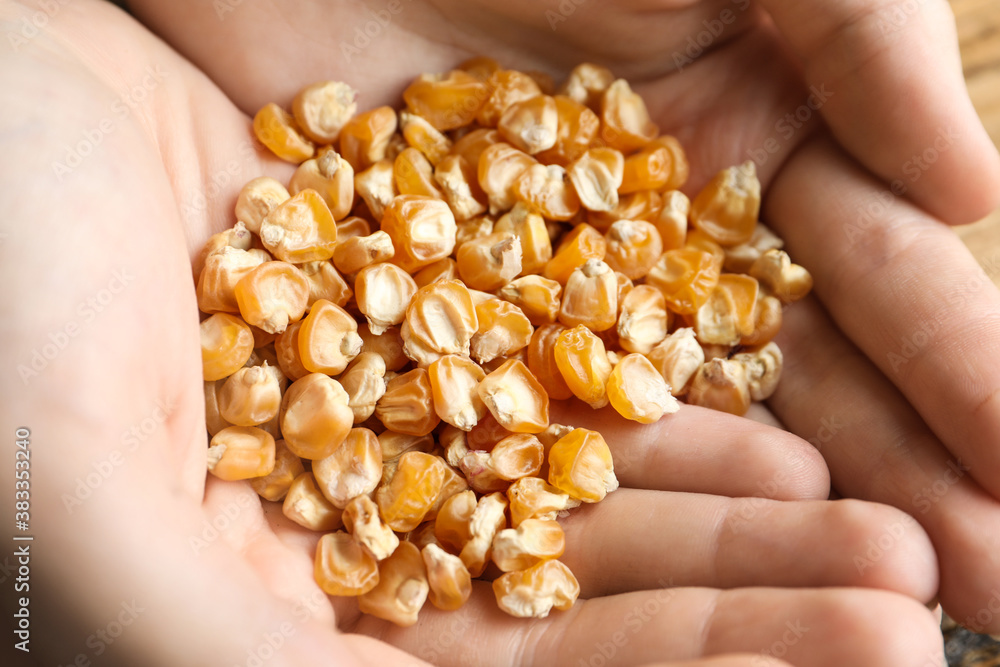 Woman holding pile of corn seeds, closeup. Vegetable planting Woman holding pile of corn seeds, closeup. Vegetable planting