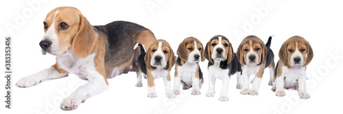 Panorama of a family of beagle dog pups and there mother isolated against white background