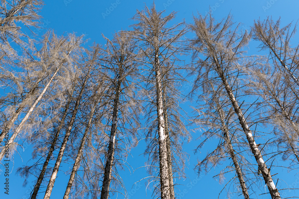 Dead spruce trees standing before a blue sky as seen from the ground. The tree's bark has been destroyed by bark beetles.