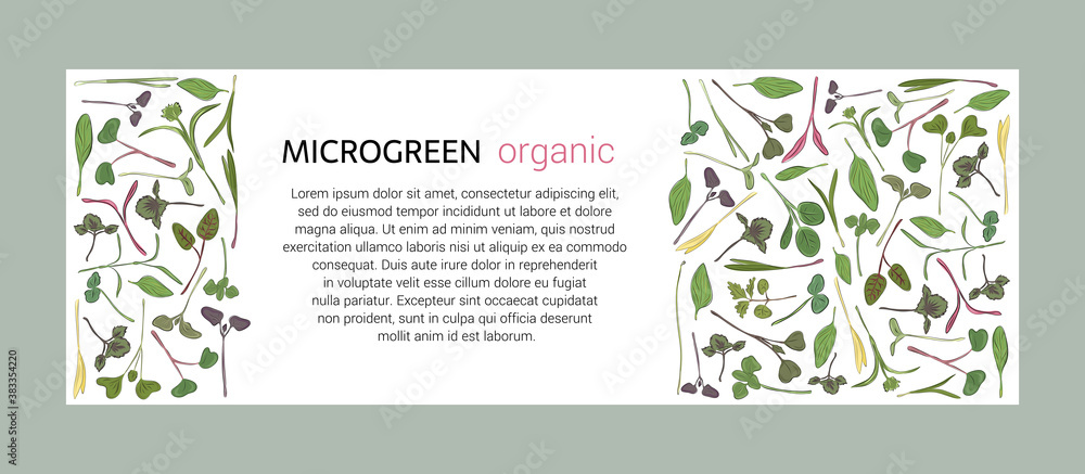 Vector graphic frames and templates with microgreens. Herbs - peas, sunflowers, onions, corn, basil, porcelain rose, spinach, salad, collaby, barley, tatsoy on a white background