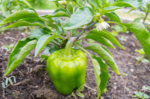 Schilderij op canvas Green delicious sweet pepper grows in the garden in the summer