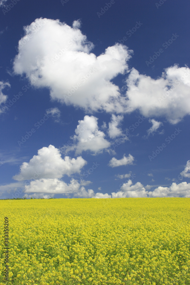 Obraz premium 菜の花畑と雲