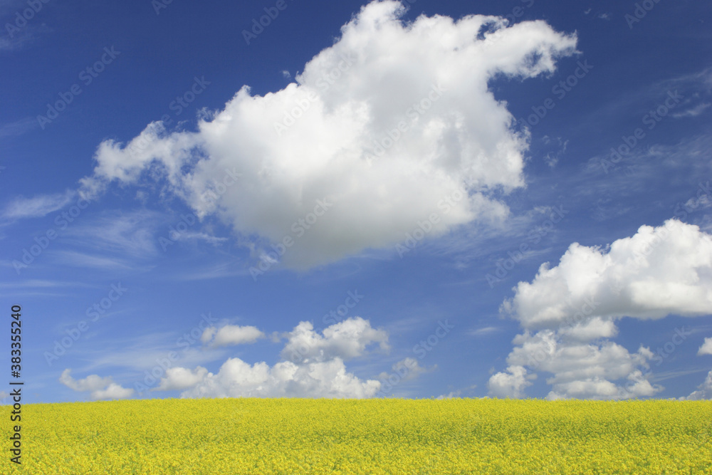 菜の花畑と雲