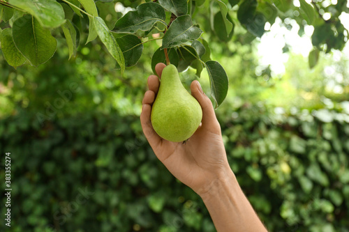 Fotografi Woman picking pear from tree in orchard, closeup