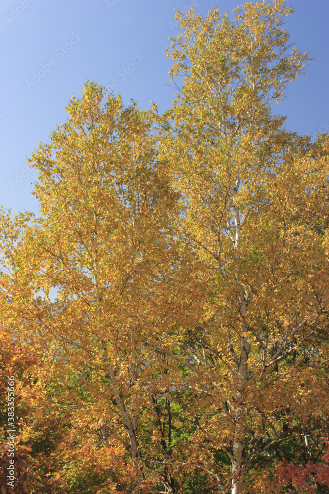 紅葉樹林 紅葉樹林