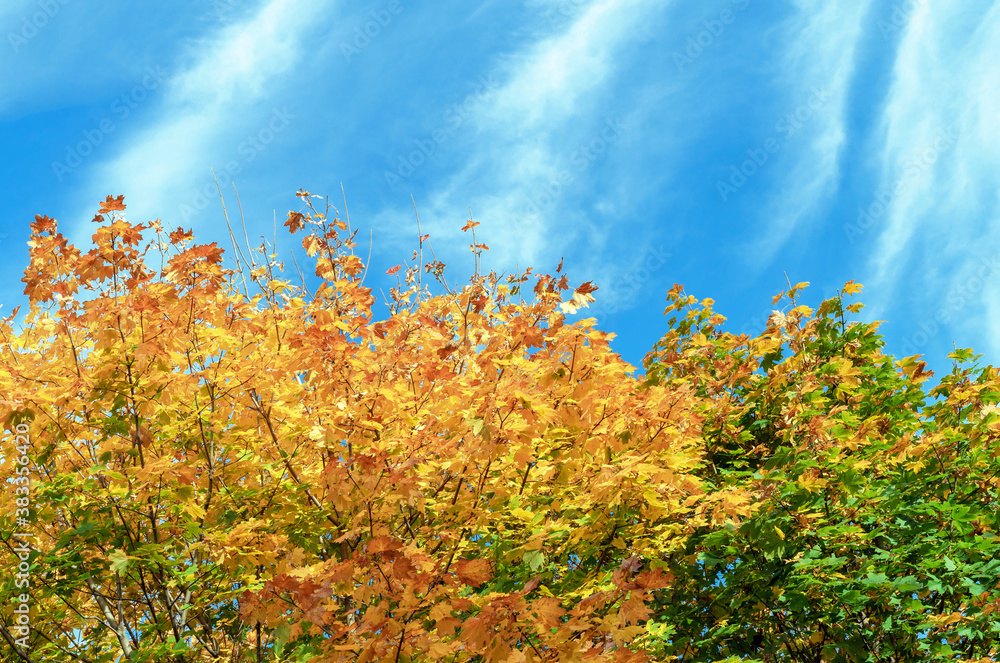Maples trees with yellow and green leaves against the background of a blue sky. Autumn landscape. Maples trees with yellow and green leaves against the background of a blue sky. Autumn landscape.