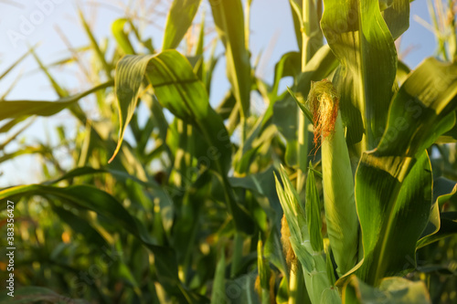Beautiful view of corn growing in field, closeup