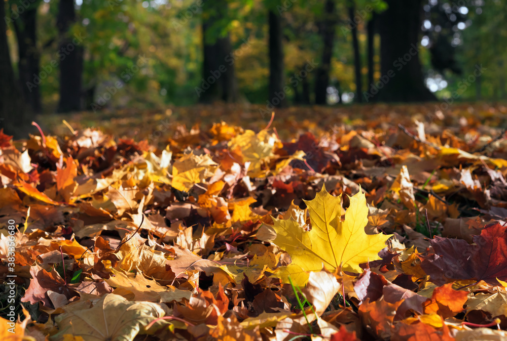 Maple leaves in sunlight. Yellow leaves in the autumn park. Maple leaves in sunlight. Yellow leaves in the autumn park.