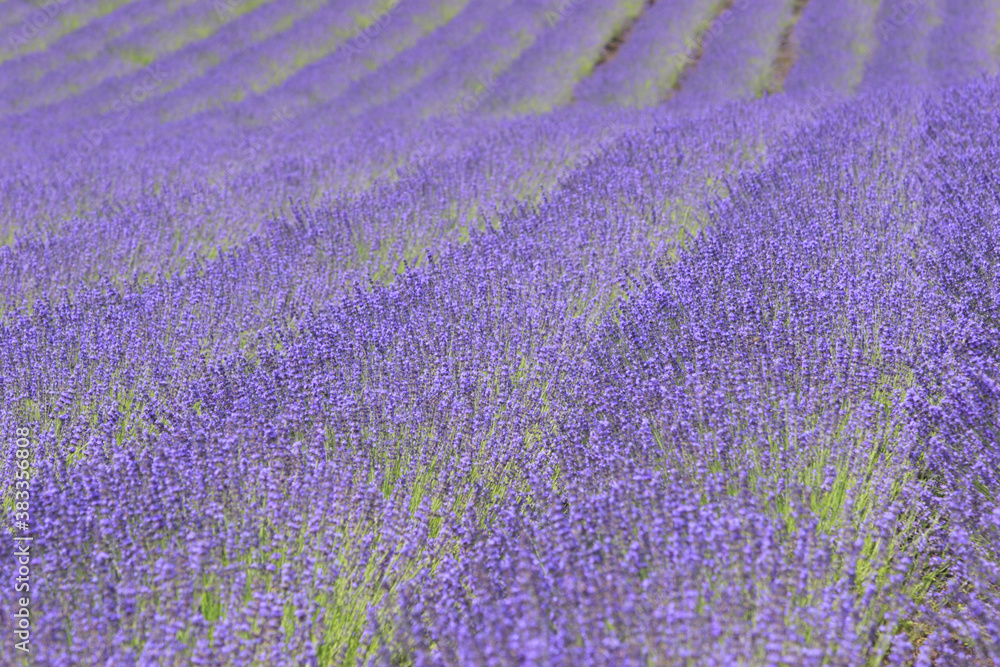 Naklejka premium ラベンダー