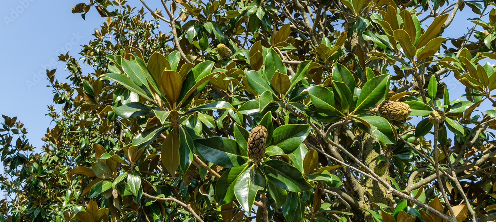 Fruits or cones of Evergreen Southern Magnolia (Magnolia Grandiflora) with green leaves in city park Krasnodar. Public landscape 'Galitsky park' for relaxation and walking in sunny autumn 2020 Fruits or cones of Evergreen Southern Magnolia (Magnolia Grandiflora) with green leaves in city park Krasnodar. Public landscape 'Galitsky park' for relaxation and walking in sunny autumn 2020