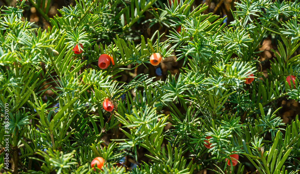 Close-up red berry of Yew Taxus baccata (English yew, European yew) in evergreen hedge around recreation area in public landscape city park Krasnodar or 'Galitsky park' in sunny September 2020