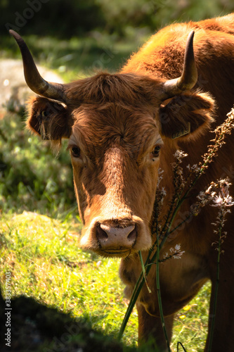 MIRADA VACA