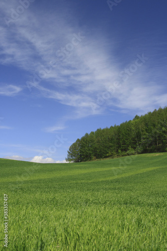 麦畑と雲 © Paylessimages