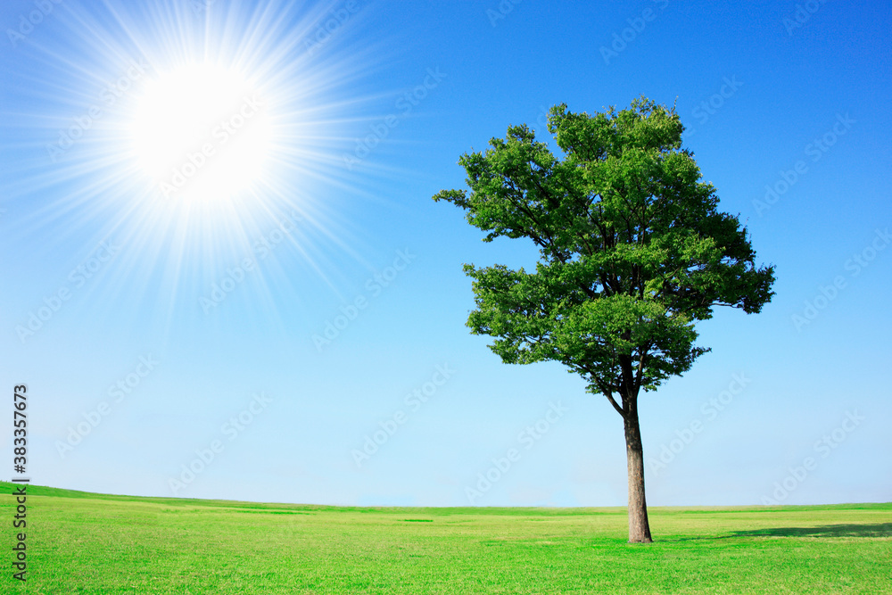 Obraz premium 一本の木