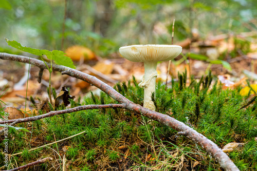 A closeup picture of a fungus in a forest. Bright green and blurry background