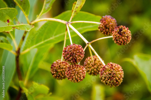 flower balls