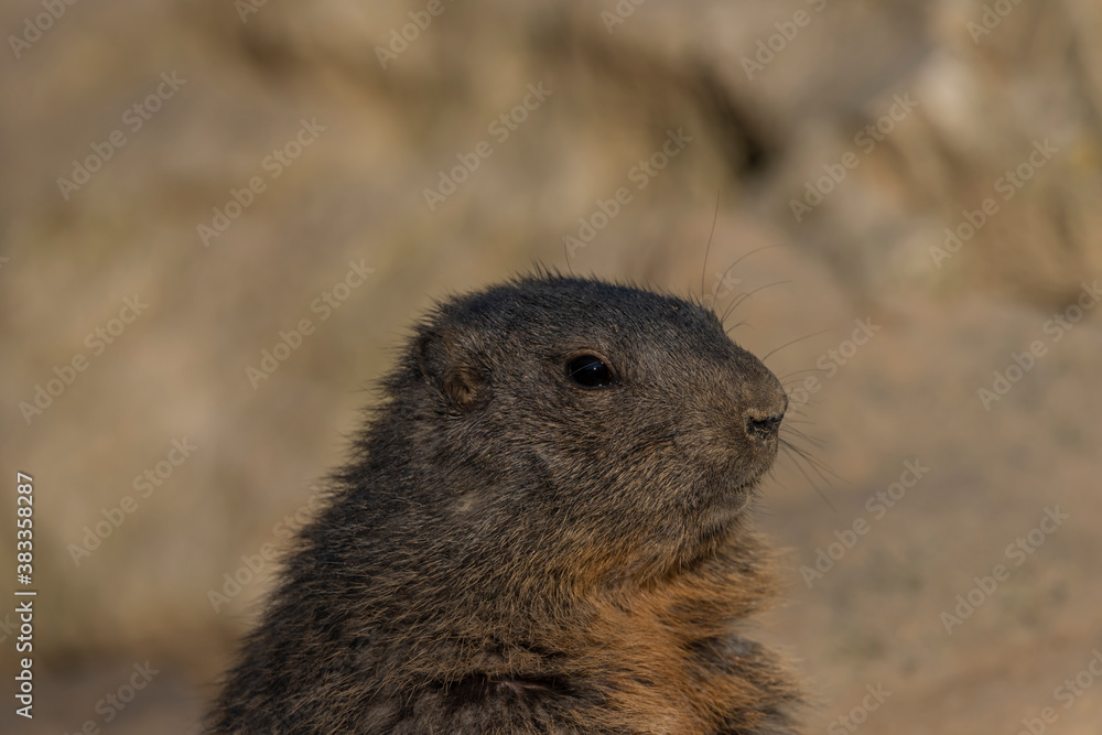 Marmot on stone in sunny nice summer morning Marmot on stone in sunny nice summer morning