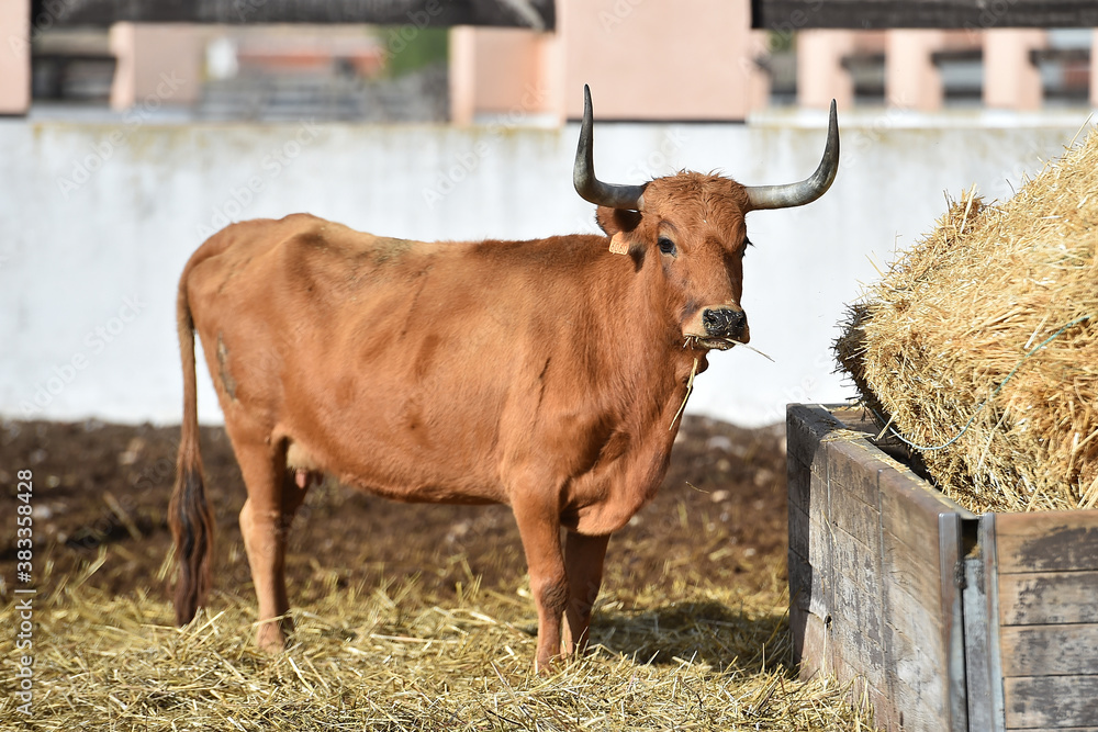 animales bravos en el campo