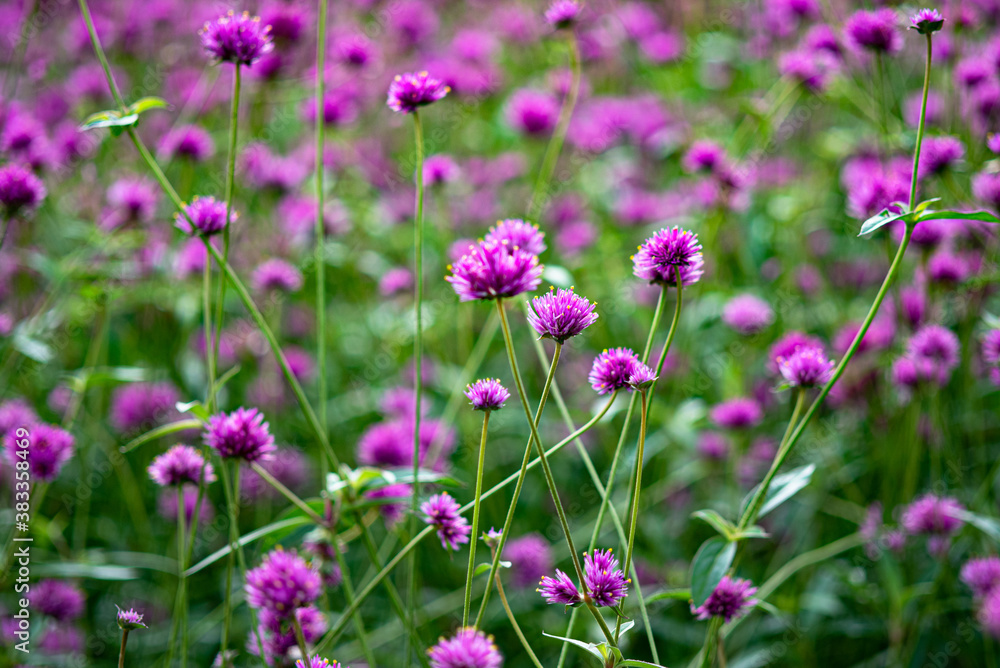 Clover field