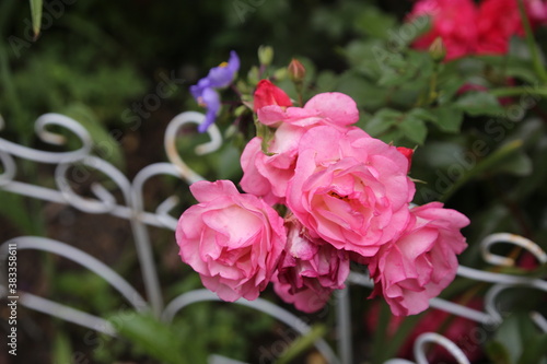 Beautiful pink bush roses in a German park