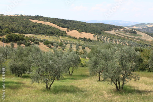 Canvas Print Ancient olive grove in Tuscany, Italy