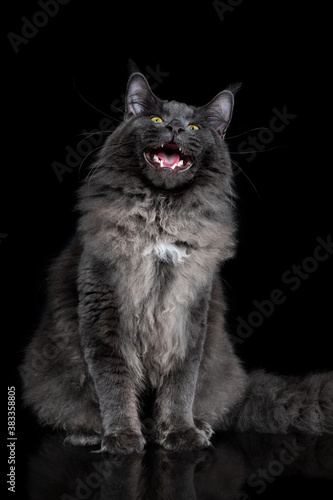 Gray Maine Coon Cat Portrait on a black background