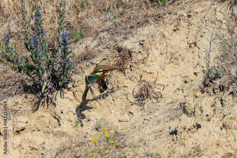 Action photo. Bee-eater flying in a dynamic pose. Flying jewel. European Bee-eater, Merops apiaster Action photo. Bee-eater flying in a dynamic pose. Flying jewel. European Bee-eater, Merops apiaster