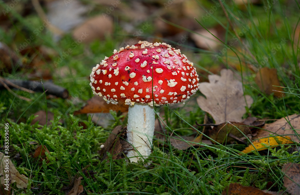 Beautiful white-spotted red mushroom, a Fly agaric Beautiful white-spotted red mushroom, a Fly agaric