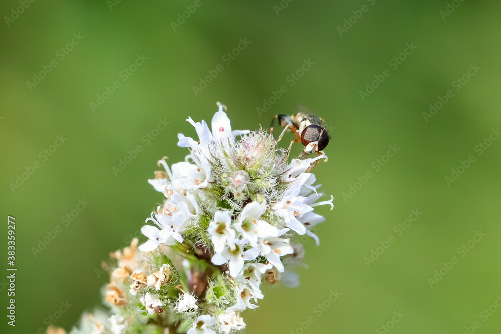 Close-up photo of a syrphid on mint blossom. Close-up photo of a syrphid on mint blossom.