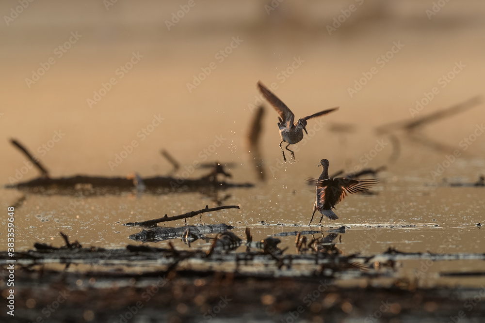 Spring mood. A couple of little waders in courtship at sunrise time. Wood sandpiper, Tringa glareola Spring mood. A couple of little waders in courtship at sunrise time. Wood sandpiper, Tringa glareola