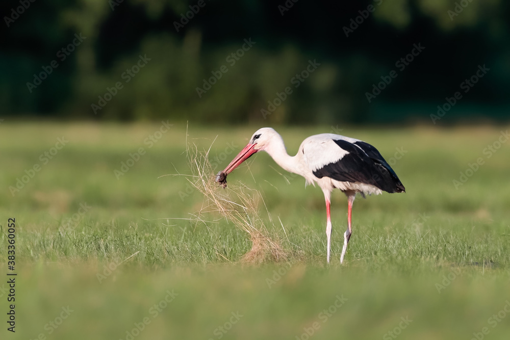 A close-up photo of a white stork hunting in a meadow.  White stork, Ciconia ciconia
